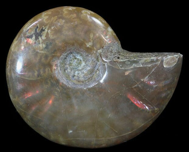 Flashy Red Iridescent Ammonite - Wide #52362